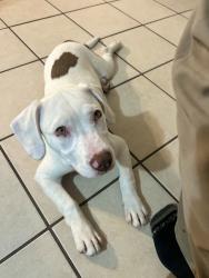 Found/Stray Female Dog last seen 122nd and Santa Fe, Oklahoma City, OK 73114
