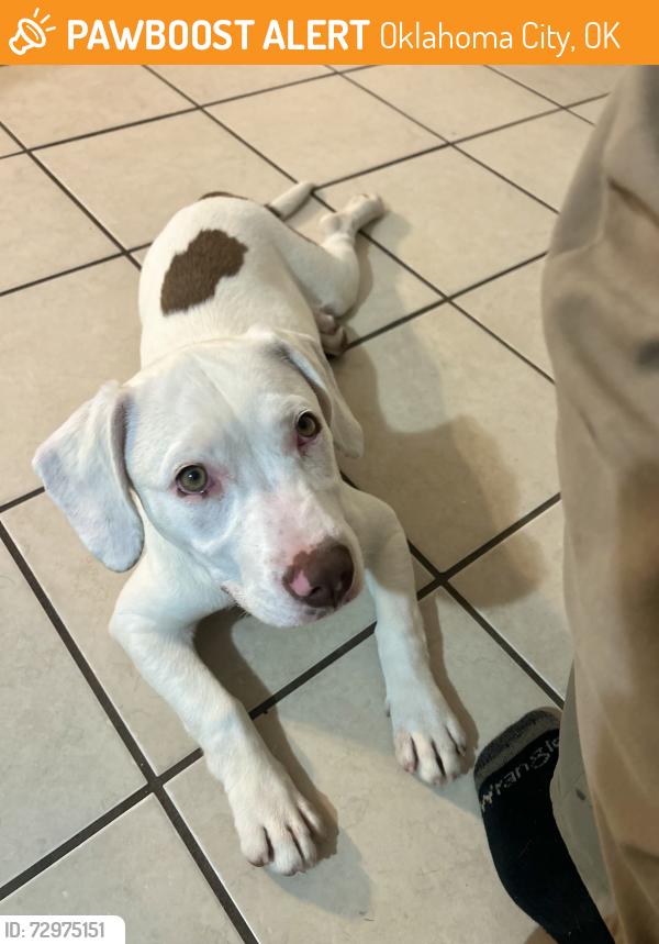 Found/Stray Female Dog last seen 122nd and Santa Fe, Oklahoma City, OK 73114