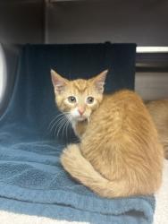 Shelter Stray Male Cat last seen Sun Prairie, WI 53590, Madison, WI 53718