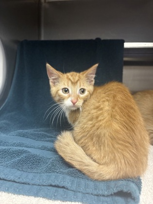 Shelter Stray Male Cat last seen Sun Prairie, WI 53590, Madison, WI 53718