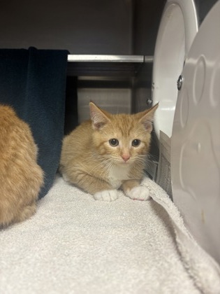 Shelter Stray Male Cat last seen Sun Prairie, WI 53590, Madison, WI 53718