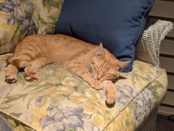 Shelter Stray Male Cat last seen Middleton, WI 53562, Madison, WI 53718