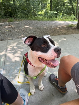 Shelter Stray Male Dog last seen Near Weems Road, 30084, GA, 3280 Chamblee Dunwoody Rd, Chamblee, GA 30341, USA