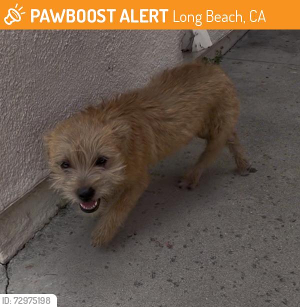 Found/Stray Male Dog last seen Carmelitos housing development, Long Beach, Long Beach, CA 90805