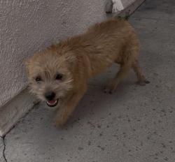 Found/Stray Male Dog last seen Carmelitos housing development, Long Beach, Long Beach, CA 90805
