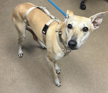 Shelter Stray Female Dog last seen Near Eaglerock Drive Atlanta, 30340, GA, 30340, GA, 3280 Chamblee Dunwoody Rd, Chamblee, GA 30341, USA