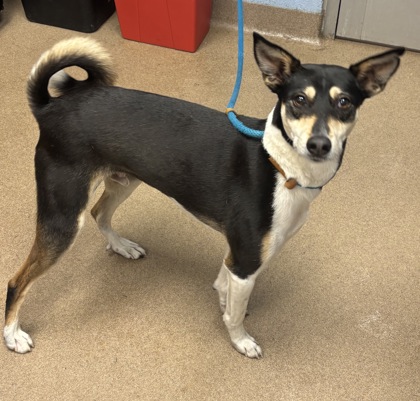 Shelter Stray Male Dog last seen Near Eaglerock Drive Atlanta, 30340, GA, 30340, GA, Atlanta, GA 30341