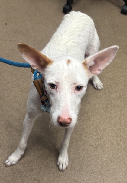 Shelter Stray Male Dog last seen Near Eaglerock Drive Atlanta, 30340, GA, 30340, GA, Atlanta, GA 30341