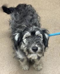 Shelter Stray Female Dog last seen Near Kensington Rd Decatur, 30032, 30032, GA, Atlanta, GA 30341