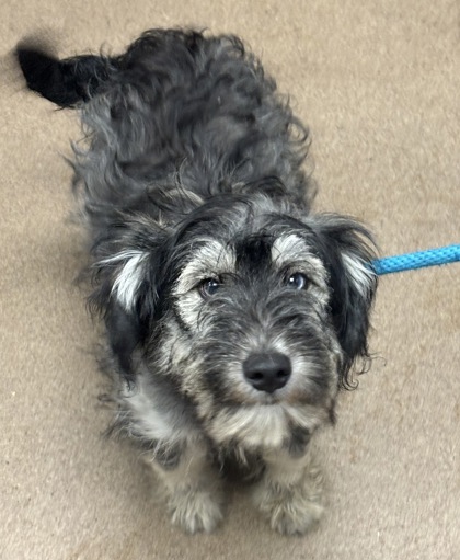Shelter Stray Female Dog last seen Near Kensington Rd Decatur, 30032, 30032, GA, Atlanta, GA 30341