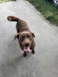Found/Stray Male Dog last seen N ash st and Wellesley, Spokane, WA 99208