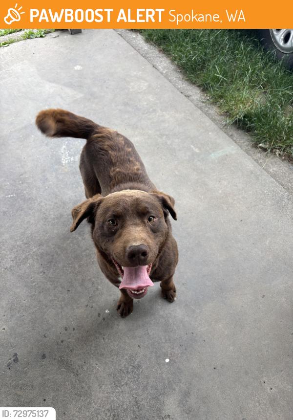 Found/Stray Male Dog last seen N ash st and Wellesley, Spokane, WA 99208