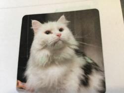 Reunited Male Cat last seen Beechwood Lakes Dr., Henderson County, NC 28792