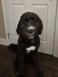 Reunited Male Dog last seen W CR 144 and Morgantown Rd, Bargersville IN, Bargersville, IN 46106