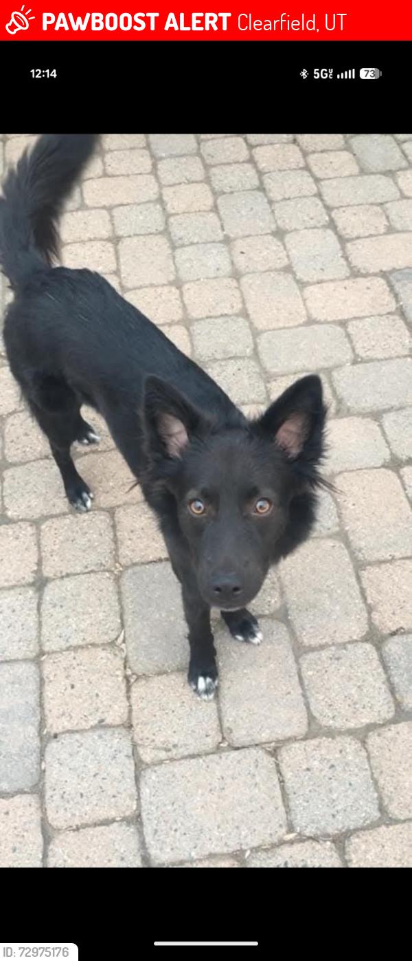 Lost Male Dog last seen Clearfield Fire Station, Clearfield, UT 84015