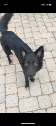 Lost Male Dog last seen Clearfield Fire Station, Clearfield, UT 84015