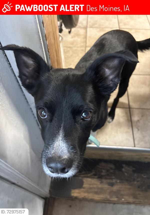 Lost Male Dog last seen Grand View University , Des Moines, IA 50316