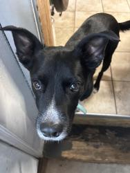 Lost Male Dog last seen Grand View University, Des Moines, IA 50316