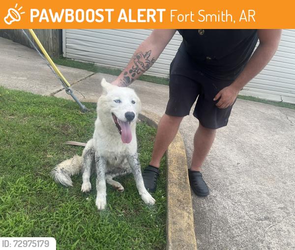 Found/Stray Male Dog last seen Bensons grill, Fort Smith, AR 72901