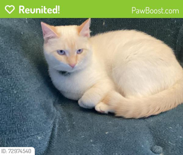 Reunited Female Cat last seen Last seen at home 11916 Burnside Pl, Knoxville. In Farragut Crossing neighborhood. , Knoxville, TN 37934