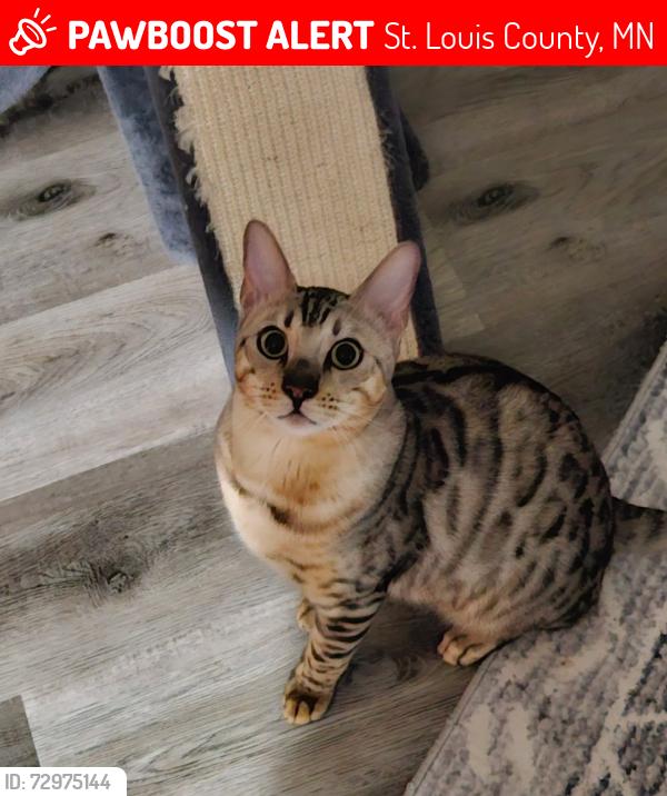 Lost Male Cat last seen Rice lake Rd and Lake Dam rd, St. Louis County, MN 55803