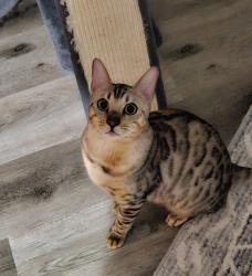 Lost Male Cat last seen Rice lake Rd and Lake Dam rd, St. Louis County, MN 55803