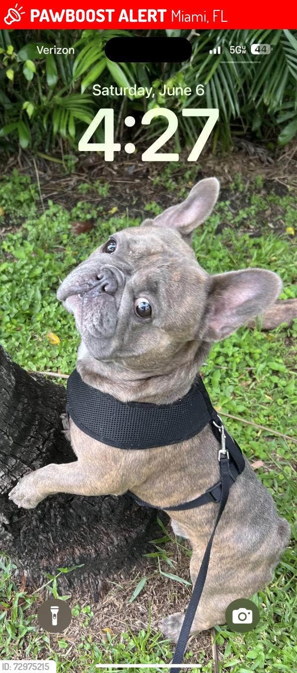 Lost Male Dog last seen Near sw 123rd Ave , Miami, FL 33186