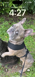 Lost Male Dog last seen Near sw 123rd Ave , Miami, FL 33186