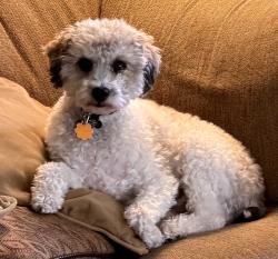 Reunited Male Dog last seen Pratt Ave & N. Nookomis - Carter Westminster United Presbyterian, Lincolnwood, IL 60712