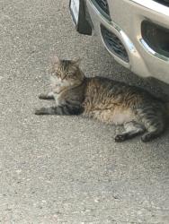Lost Male Cat last seen Near e. Trilby rd, Fort Collins, CO 80525
