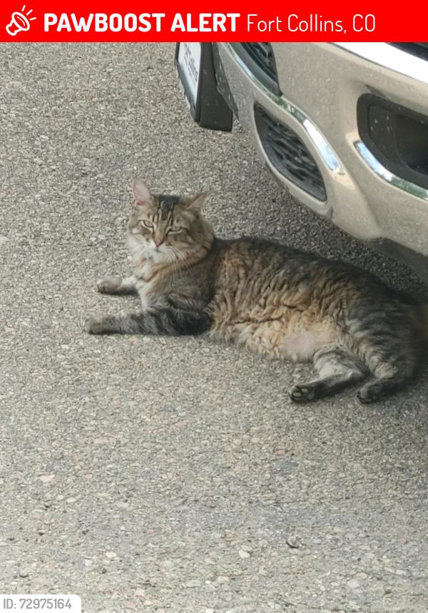 Lost Male Cat last seen Near e. Trilby rd, Fort Collins, CO 80525