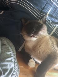 Lost Male Cat last seen Larchmont Dr, North Highlands, CA 95660