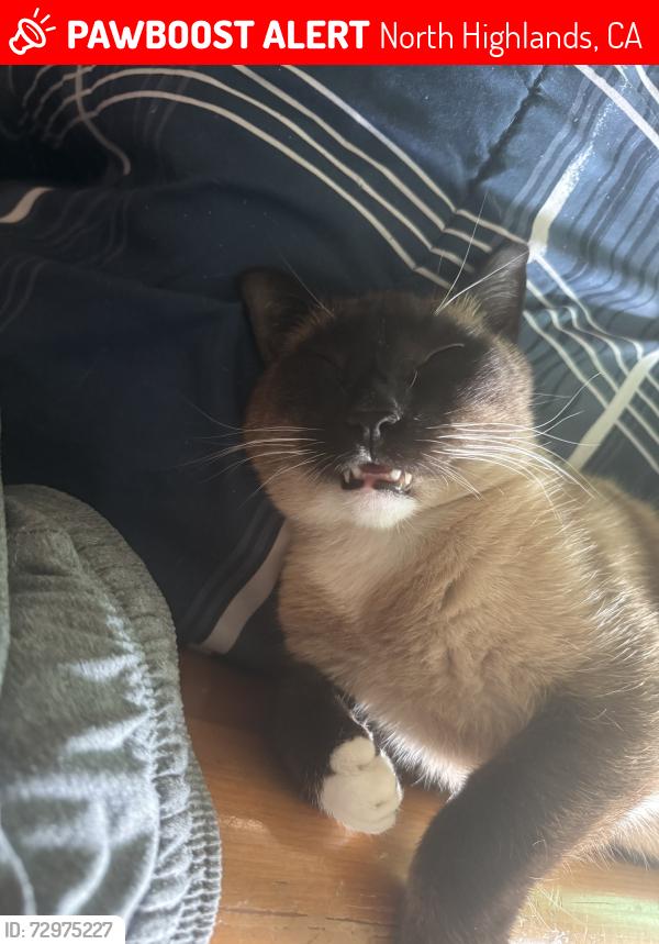 Lost Male Cat last seen Larchmont Dr, North Highlands, CA 95660
