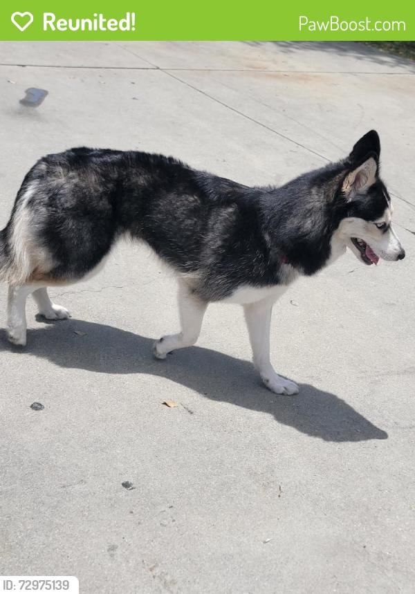 Reunited Female Dog last seen South Gate, CA 90280, USA, South Gate, CA 90280