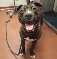 Shelter Stray Male Dog last seen Near Baldwin Street, OAKLAND, CA, 94621, Oakland, CA 94621