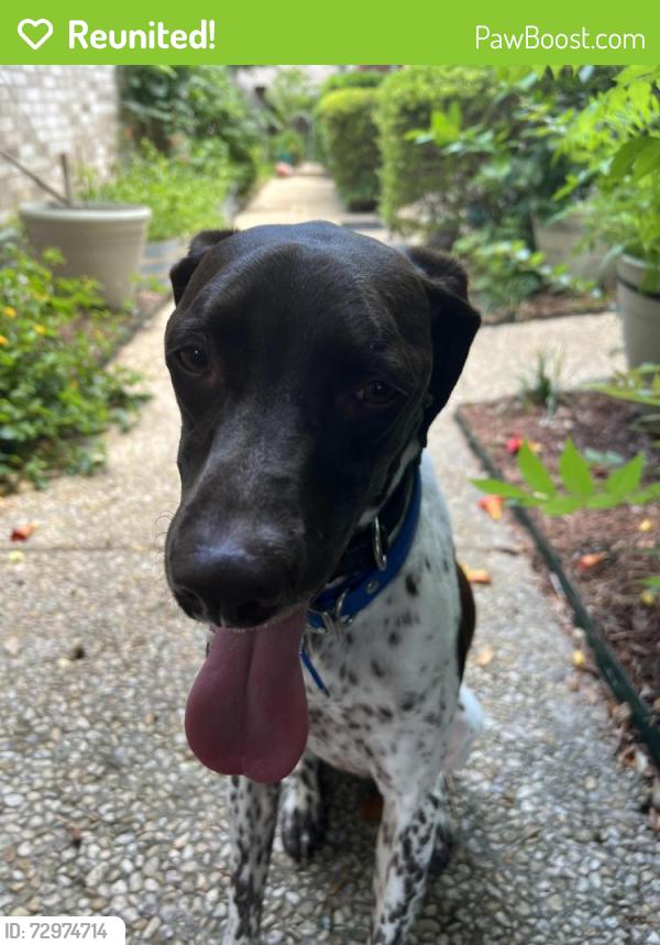Reunited Male Dog last seen Ohio Street & Walnut/46, New Braunfels, TX 78130