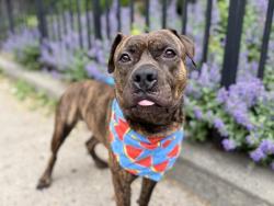 Shelter Stray Male Dog last seen Near Rev James A Polite Avenue, BRONX, NY, 10459, 326 E 110th St, New York, NY 10029, USA