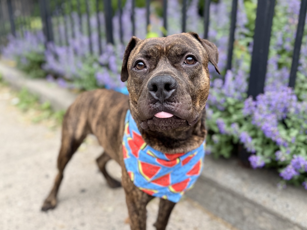 Shelter Stray Male Dog last seen Near Rev James A Polite Avenue, BRONX, NY, 10459, 326 E 110th St, New York, NY 10029, USA
