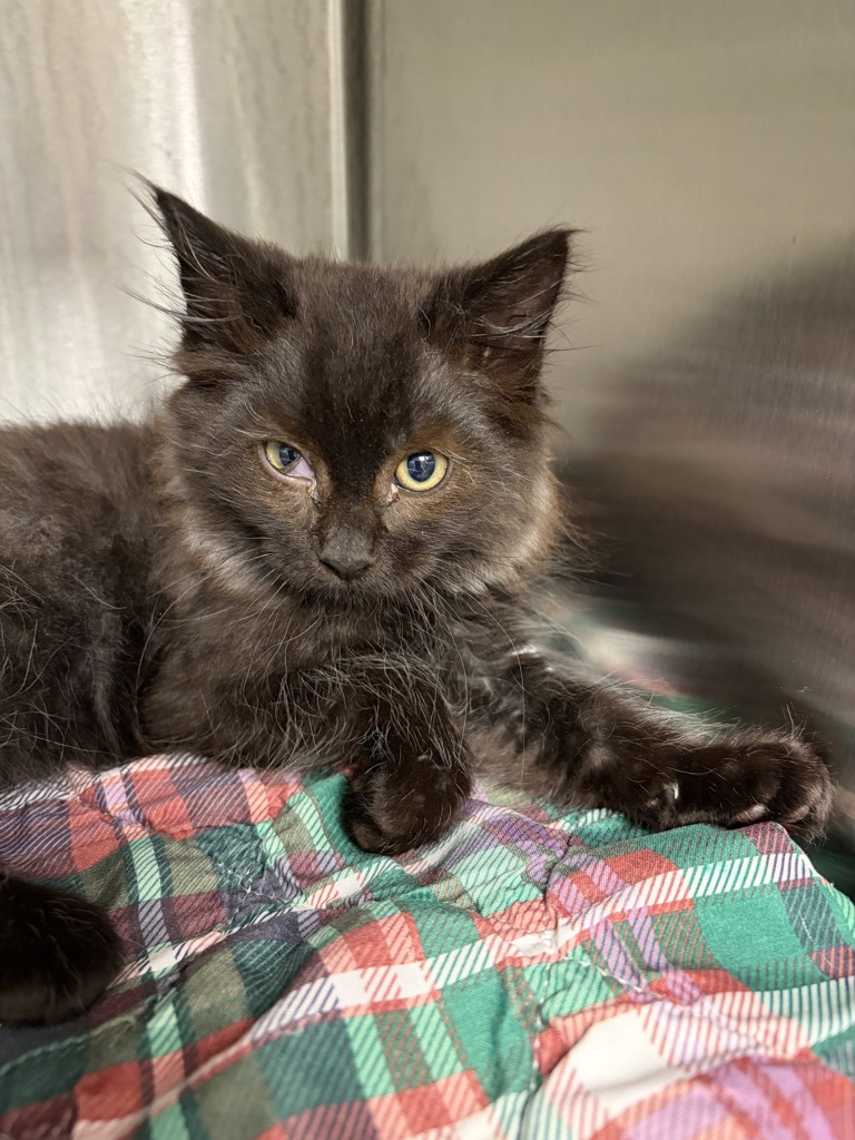 Shelter Stray Male Cat last seen 106th/Stark, OR, 1700 W Historic Columbia River Hwy, Troutdale, OR 97060, USA