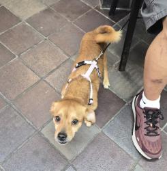 Shelter Stray Male Dog last seen Fteley Avenue, BRONX, NY, 10473, New York, NY 10029