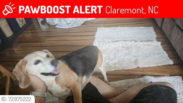 Lost Female Dog last seen Oxford school road and I40 exit 138 catawba county, Claremont, NC 28610