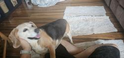 Lost Female Dog last seen Oxford school road and I40 exit 138 catawba county, Claremont, NC 28610