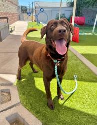 Shelter Stray Male Dog last seen UT, 511 W 3900 S, Salt Lake City, UT 84123, USA