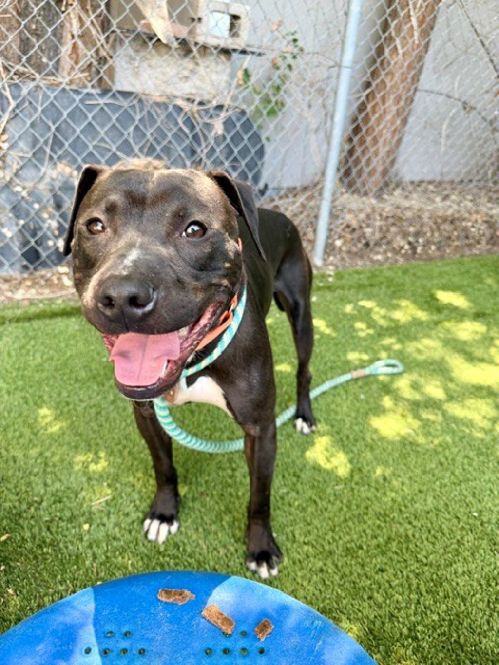 Shelter Stray Male Dog last seen Near S Delong Street, SALT LAKE CITY, UT, 84104, 511 W 3900 S, Salt Lake City, UT 84123, USA