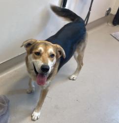 Shelter Stray Male Dog last seen Near E Madison Avenue, El Cajon, CA, 92021, El Cajon, CA 92020