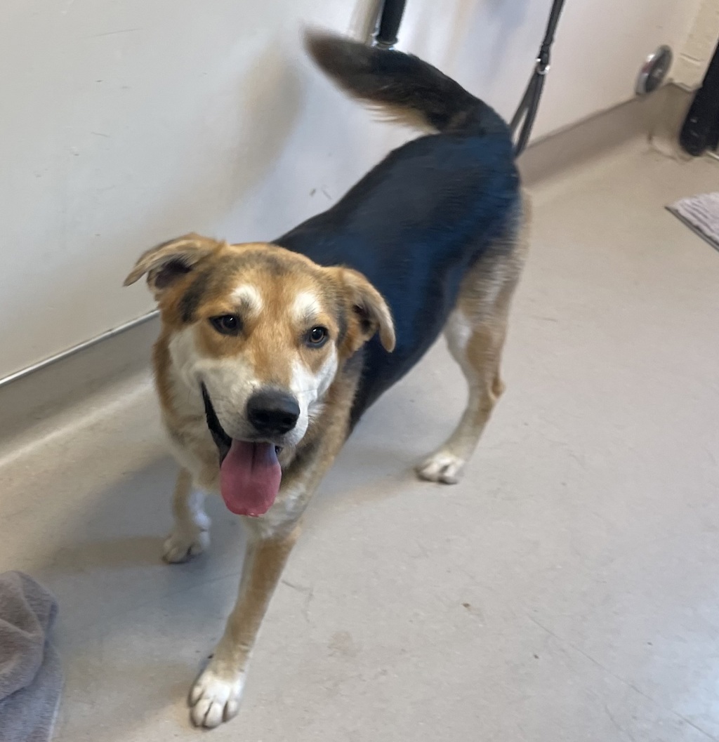 Shelter Stray Male Dog last seen Near E Madison Avenue, El Cajon, CA, 92021, El Cajon, CA 92020