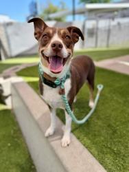 Shelter Stray Female Dog last seen Near S Gladiola Street, SALT LAKE CITY, UT, 84104, 511 W 3900 S, Salt Lake City, UT 84123, USA