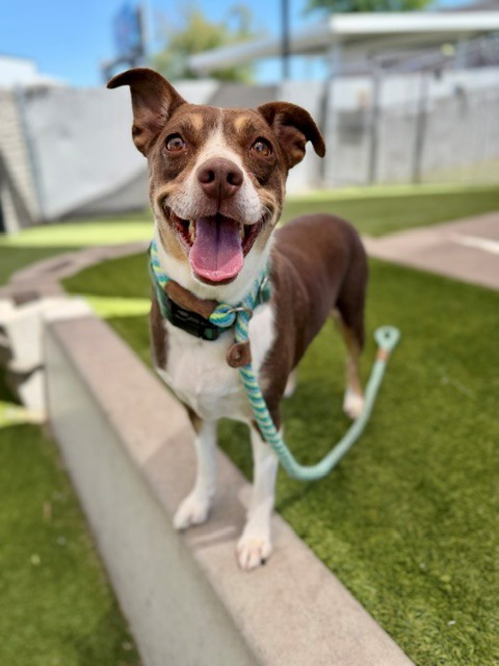 Shelter Stray Female Dog last seen Near S Gladiola Street, SALT LAKE CITY, UT, 84104, 511 W 3900 S, Salt Lake City, UT 84123, USA