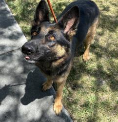 Shelter Stray Female Dog last seen Near W 400 S, SALT LAKE CITY, UT, 84104, 511 W 3900 S, Salt Lake City, UT 84123, USA