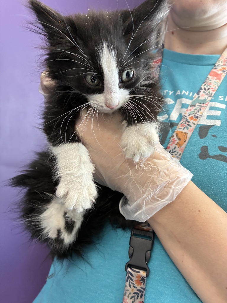 Shelter Stray Female Cat last seen Near E Del Rio Street, SALT LAKE CITY, UT, 84117, 511 W 3900 S, Salt Lake City, UT 84123, USA